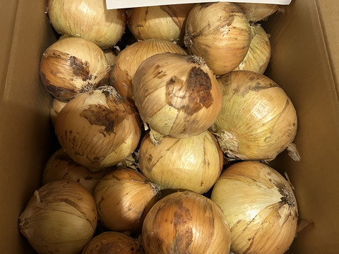 白子町特産】✨林農園の新玉ねぎ✨（10kg）：千葉県産のその他玉ねぎ