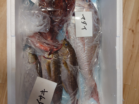 ◆カットわかめ付き◆
【天然魚】獲れたて朝出荷！「徳島の旬 鮮魚BOX」（3種下処理付き）