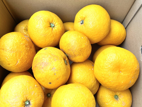 【7キロ】サンフル(甘夏) ご家庭用