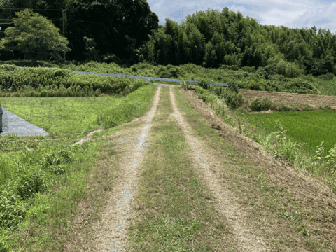 【今夏、最後の出品です！】大粒　冷凍ブルーベリー　1.5kg 品種ミックス　アイス好きな方におススメです。