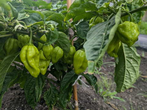 激辛好きさん集合！情熱の赤、国産ハバネロ【冷凍】☆100グラム