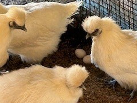 烏骨鶏【20個入り】 濃厚な黄身！爽やかな白身が自慢！【烏骨鶏