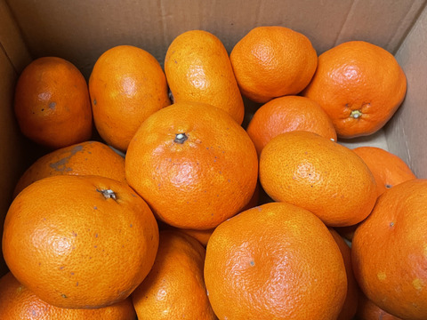 愛媛県今治関前岡村産少し訳あり甘平みかん4キロ（箱込）農薬不使用　化学肥料不使用　最終段階！