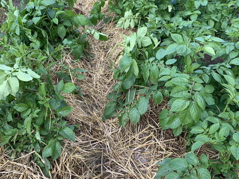 農薬化学肥料不使用　新じゃがインカのめざめ＆ローズマリー少量