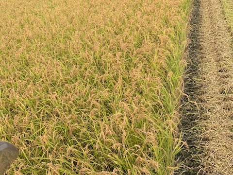 令和5年産　山形県産　つや姫　5kg  お米　5kg