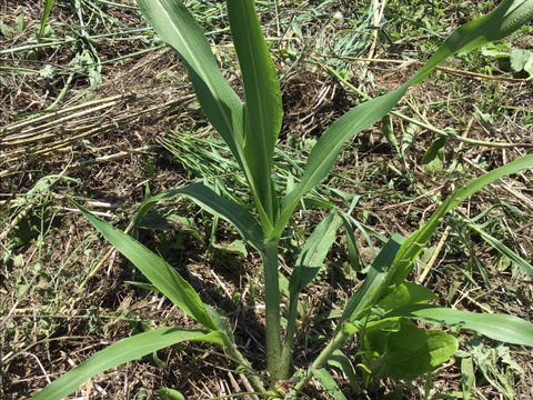 自然農で作りました！令和5年産もちきび400g
