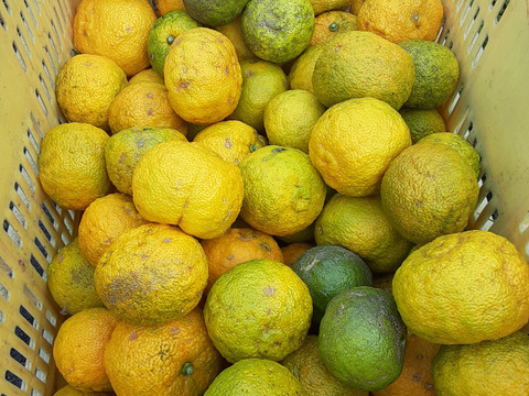 【訳あり農薬不使用】柚子（9ｋg100サイズ）表面にキズあり　家庭用　果汁絞り用　ゆず