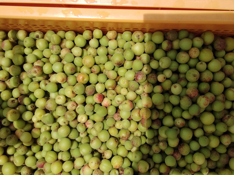 南信州産　農薬肥料不使用の竜峡小梅と種子島産の粗糖でつくった梅シロップ　500ml×2本