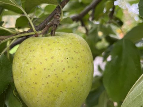 訳あり 王林 3キロ箱11～13玉