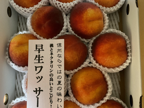 ワッサー　　信州ならではの桃　訳あり　ご家庭専用コース　3キロ　ただ今ご好評販売・順次発送中
