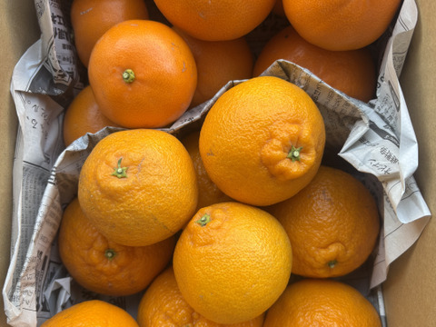 【食べ比べ】せとかと不知火　3ｋ箱　除草剤使用無　万田酵素散布