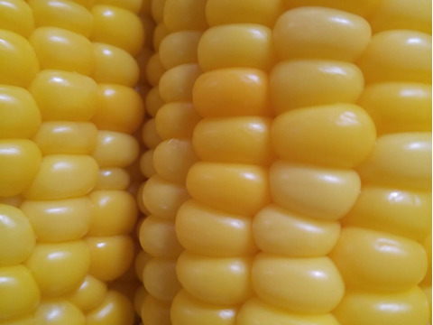 濃厚な甘みの🌽先端カット５本