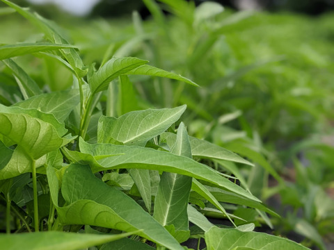 【アワード受賞福袋】旬のVEGE箱「厳選8品目セット」
食べチョクアワード野菜2位受賞の旬のVEGE箱から、特に食べて欲しい8品種を厳選しました。レギュラーサイズだと多すぎて食べきれない方にもぜひ♪