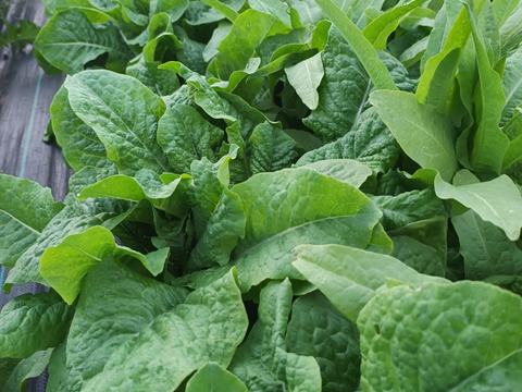 2種類の茎レタス（ステムレタス）5キロ（箱込み）