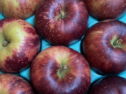 【残りわずか!!】青森りんご秋映🍎家庭用約2Kg🍎青森県産　数量限定