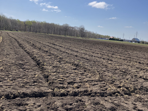 紫花豆🫘【北海道産】農薬化学肥料･除草剤不使用🫘300g☺️メール便