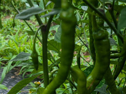 【栽培期間中　農薬不使用】食べて実感！辛くない唐辛子「伏見甘長唐辛子」（60サイズの箱に入るだけ！）