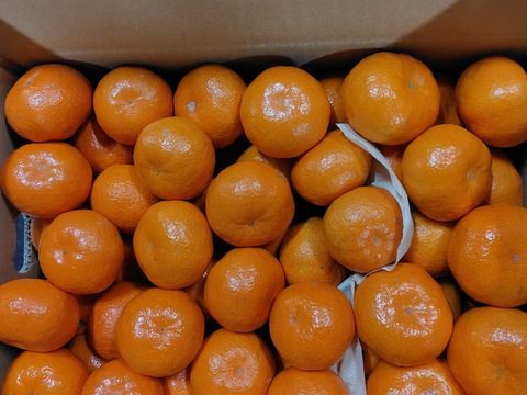 【福袋】こたつdeおみかん  2種食べ比べ  片山みかん(４㎏)＆青島みかん(１㎏)セット