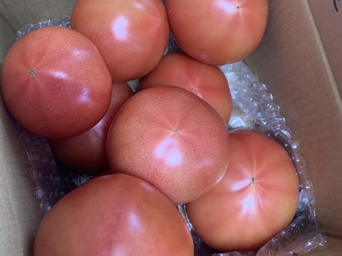 採れたて直送☆嘉麻市産☆桃太郎トマト１．５ｋｇ
