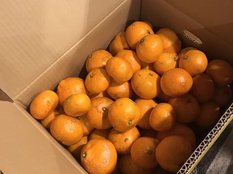 【訳あり】濃厚なコクと酸味がおいしい！有田みかん★早生★自家製堆肥栽培★大満足10kg★和歌山