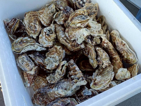【水産庁補助事業　送料無料】🦪 生食用13ｋｇ 殻付き 牡蠣 牡蛎 殻付き牡蛎 kaki カキ 松島牡蠣屋 BBQに最適！🔥 海産物 オイスター  😋生牡蠣 殻付き牡蠣