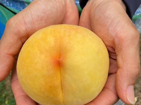 【2025年夏ギフトにも】マンゴーの様な黄色い桃・黄金桃（1.5㎏箱）