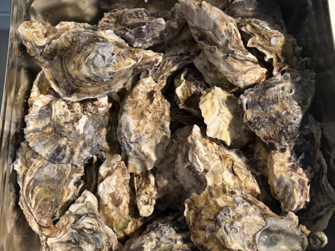 【特価販売中！】調理簡単！福岡県糸島産活牡蠣カンカン焼きセット（2kg）