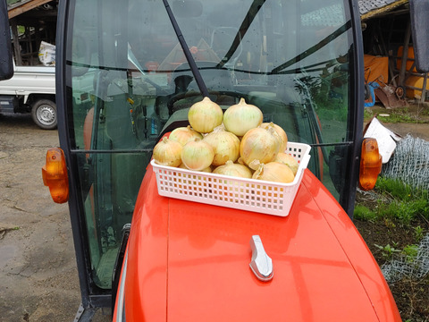 大好評，地層が違う淡路島、中早生玉ねぎアンサー３キロ(風袋込み)