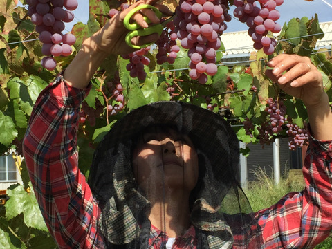 【スーパーでは絶対に売っていない】樹齢60年を越える古樹の甲州種葡萄　約1.5㎏〈25名様限定〉予約販売