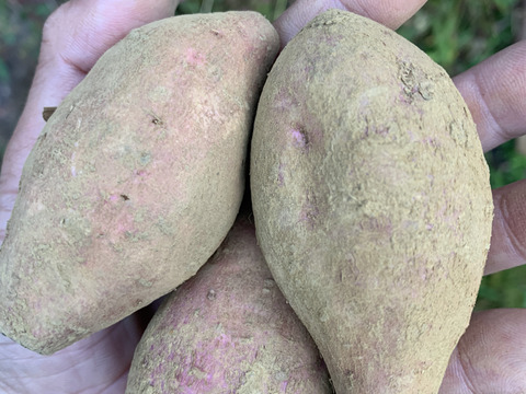 完熟‼️【自然栽培の安納芋】使いやすい小ぶりのお芋 約2kg