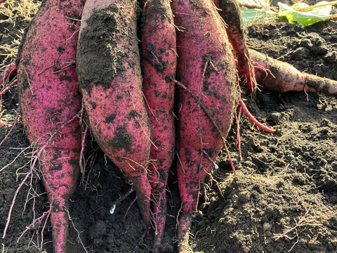しっとり甘～い！大山育ち熟成紅はるか10キロ