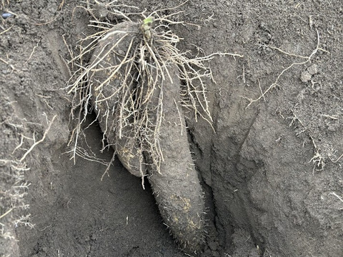 南国鹿児島の粘り気たっぷり！「山芋」ダイジョ 1kg