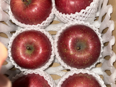 🍎日テレ出演でリピーター増産中🍎青森弘前ブランドが誇るジューシー『霜降り林檎』お試し特価キャンペーンリンゴ【家庭用・贈答用】【3月中旬予約】