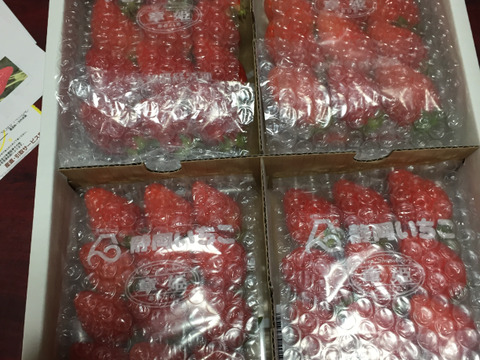 いちご狩りの美味しさをお届け！伝統の石垣いちご（270g×2パック）