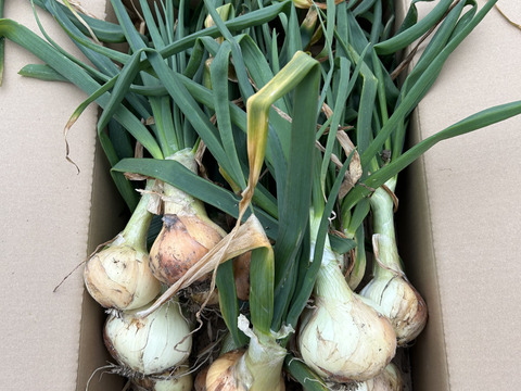 葉玉葱🧅／ホーム玉葱／シャルム　５キロ