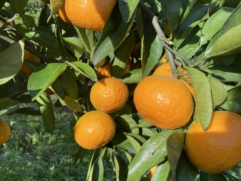 食べたらやみつき　甘くておいしい　『ゆら早生みかん』　10kg