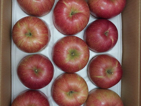 じゅわっと甘い！シナノスイート10Kg箱・22個～28個【ご家庭用・キズ】