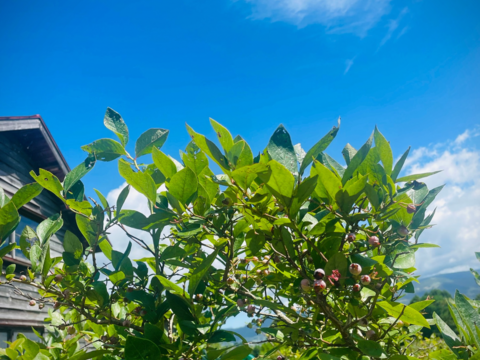 【お試しメール便】ブルーベリー葉のお茶・10g【爽やかな香りの健康茶】※格安送料¥360