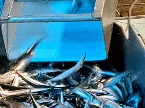 船上詰めキラキラ秋刀魚