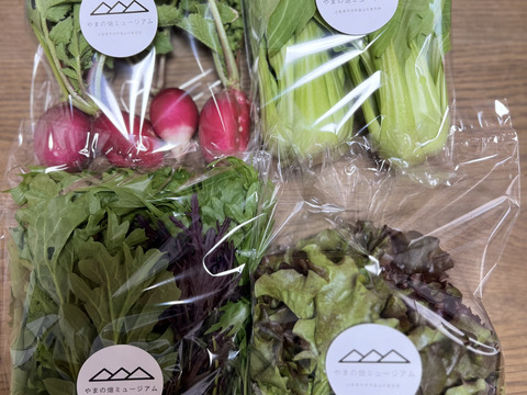 【新鮮！】野菜サラダセットと春の野菜たち （標準サイズ）
