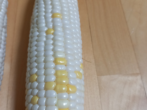 甘い！ホワイトコーン☆雪の妖精　８本