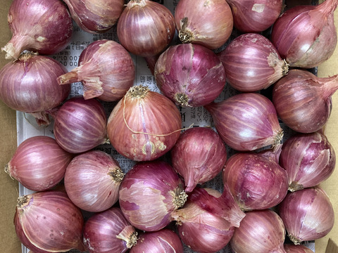 ハーブのおまけ付き！【赤玉ねぎ/紫玉ねぎ約1㎏】【ピクルスセット】【10箱限定】　＃栽培期間中農薬・化学肥料不使用