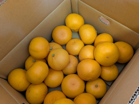 【貴重な柑橘】濃厚！とろける果肉！せとか　家庭用約5㎏