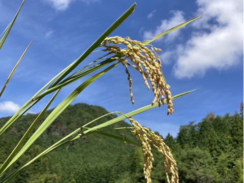 山の湧き水と豊かな自然で農薬•除草剤•化学肥料を使用せずに育ったおいしいお米(いのちの壱)