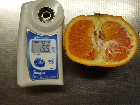 希少品種　爽やかな香り　はれひめ　加工品用　箱込み４.５Ｋ