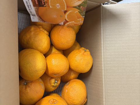 西宇和産しらぬい（訳あり5㎏）