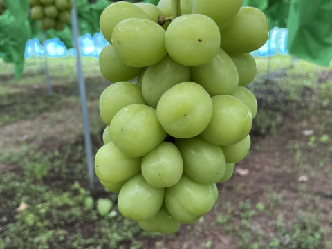 シャインマスカット（贈答用　700g 2房）