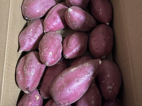 【新芋】シルクスイート　丸Mサイズ　5kg さつまいも