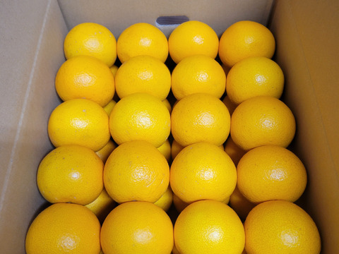 【福袋】和歌山県産【特別栽培】【極ウマ糖度13.2度】　八朔(箱込み10kg)Sサイズ