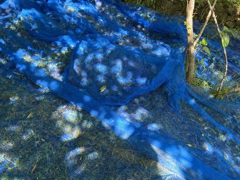 梅干し用　自然栽培　青梅　1kg※クール便